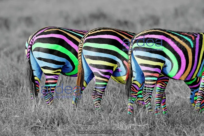 : Burchell's / Common / Plain Zebra : Burchell's / Common / Plain Zebra