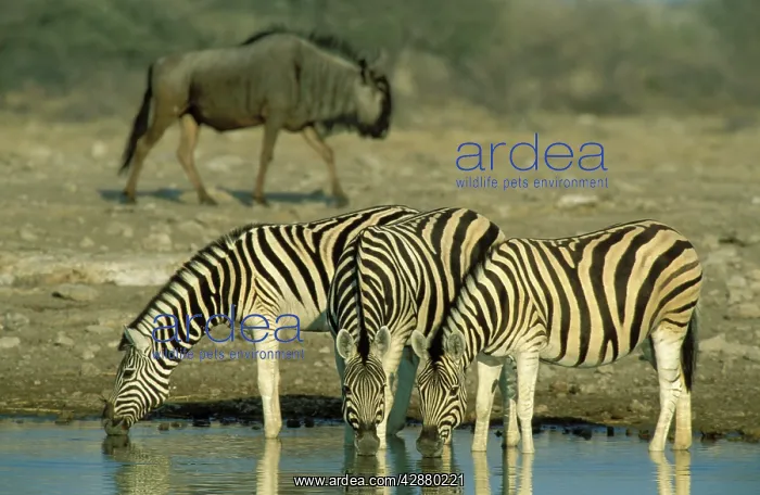 : Burchell's / Common / Plain Zebra - Drinking at : Burchell's / Common / Plain Zebra - Drinking at