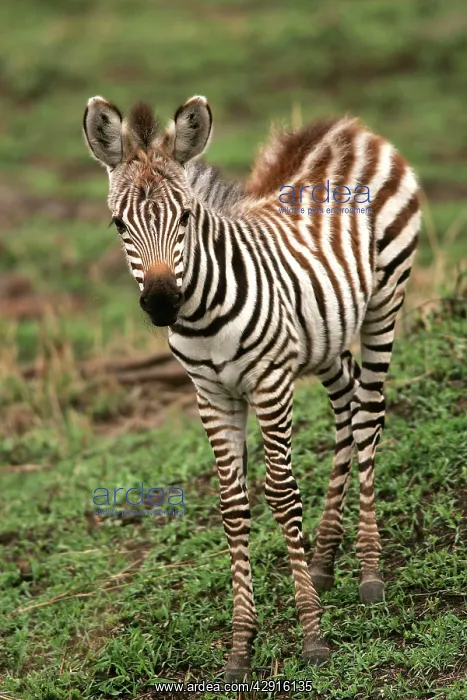 : Burchell's / Common / Plain Zebra - foal : Burchell's / Common / Plain Zebra - foal