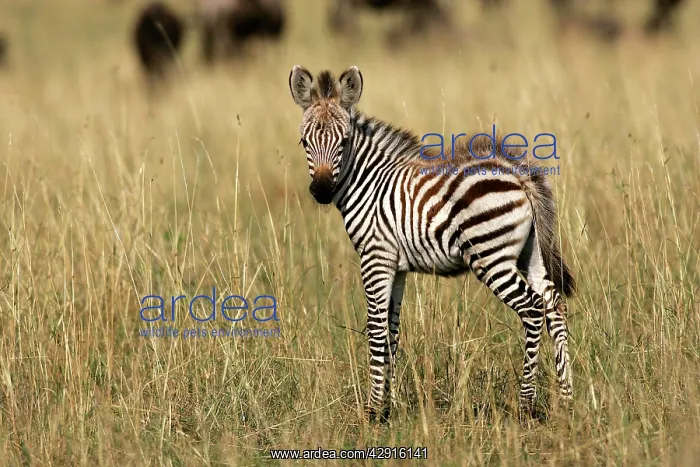 : Burchell's / Common / Plain Zebra - foal : Burchell's / Common / Plain Zebra - foal