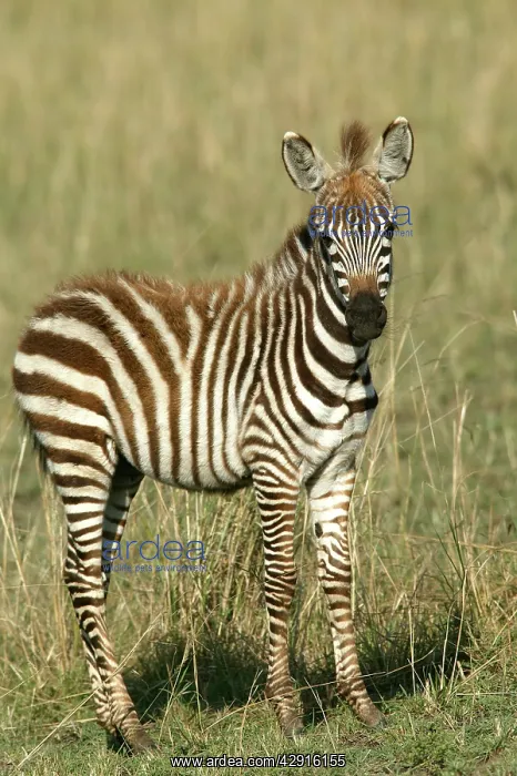: Burchell's / Common / Plain Zebra - foal : Burchell's / Common / Plain Zebra - foal