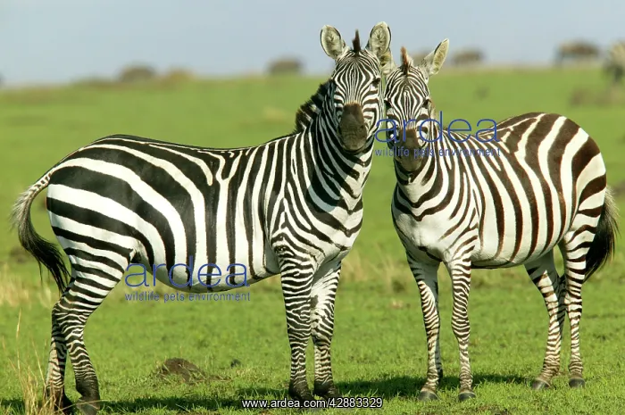 : Burchell's / Common / Plains Zebra : Burchell's / Common / Plains Zebra