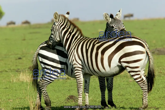: Burchell's / Common / Plains Zebra : Burchell's / Common / Plains Zebra