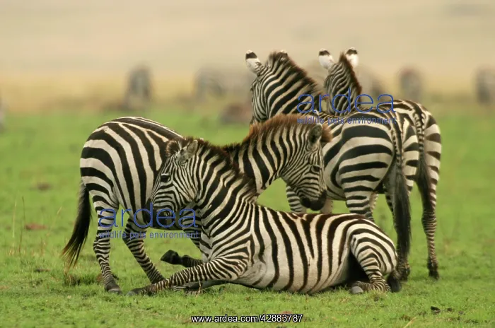 : Burchell's / Common / Plains Zebra : Burchell's / Common / Plains Zebra