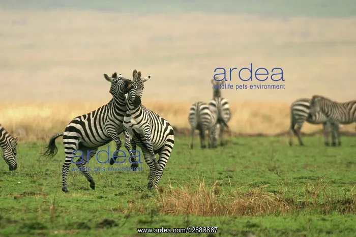 : Burchell's / Common / Plains Zebra : Burchell's / Common / Plains Zebra