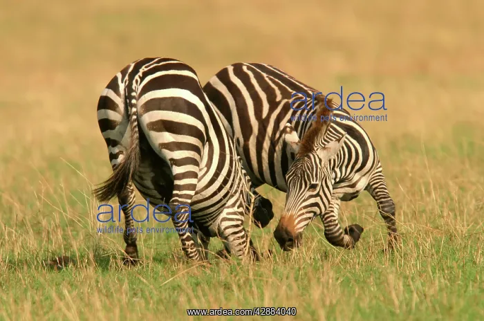 : Burchell's / Common / Plains Zebra : Burchell's / Common / Plains Zebra