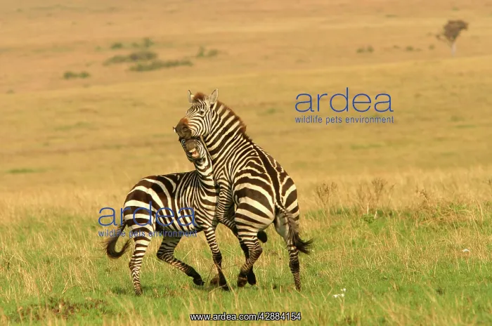 : Burchell's / Common / Plains Zebra : Burchell's / Common / Plains Zebra