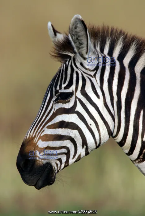 : Burchell's / Common / Plains Zebra : Burchell's / Common / Plains Zebra
