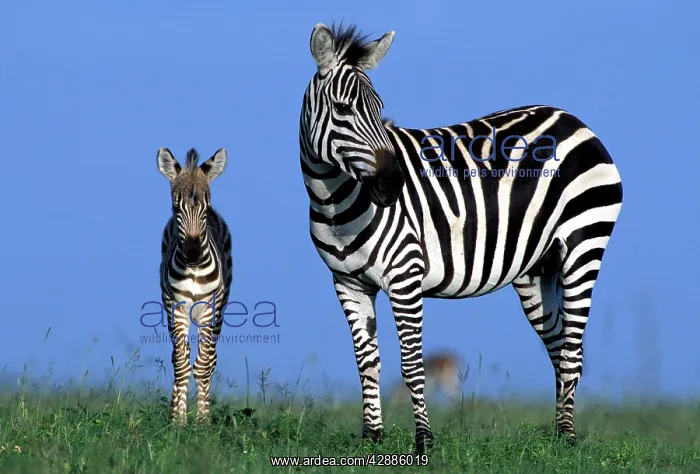  : Burchell's  /  Common  /  Plains Zebra
