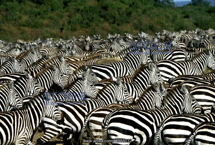  : Burchell's  /  Common  /  Plains Zebra