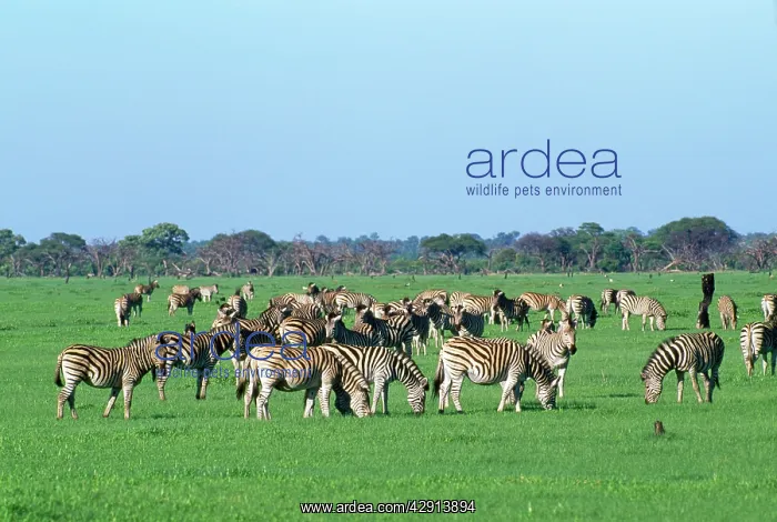 : Burchell's / Common / Plains Zebra : Burchell's / Common / Plains Zebra