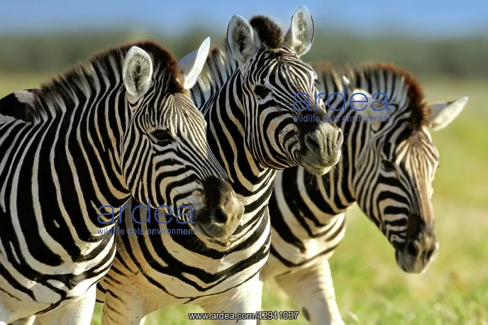 : Burchell's / Common / Plains Zebra : Burchell's / Common / Plains Zebra
