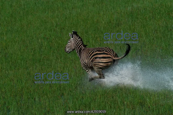 : Burchell's / Common / Plains Zebra - Aerial view : Burchell's / Common / Plains Zebra - Aerial view