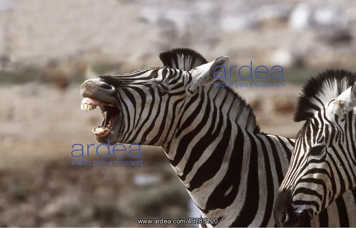 : Burchell's / Common / Plains ZEBRA - braying : Burchell's / Common / Plains ZEBRA - braying