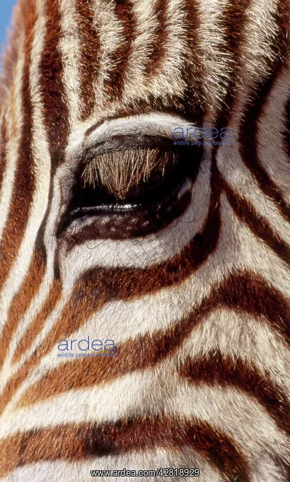 : Burchell's / Common / Plains Zebra - Close up of : Burchell's / Common / Plains Zebra - Close up of