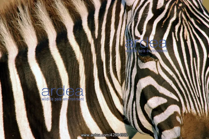 : Burchell's / Common / Plains Zebra - Close up of : Burchell's / Common / Plains Zebra - Close up of