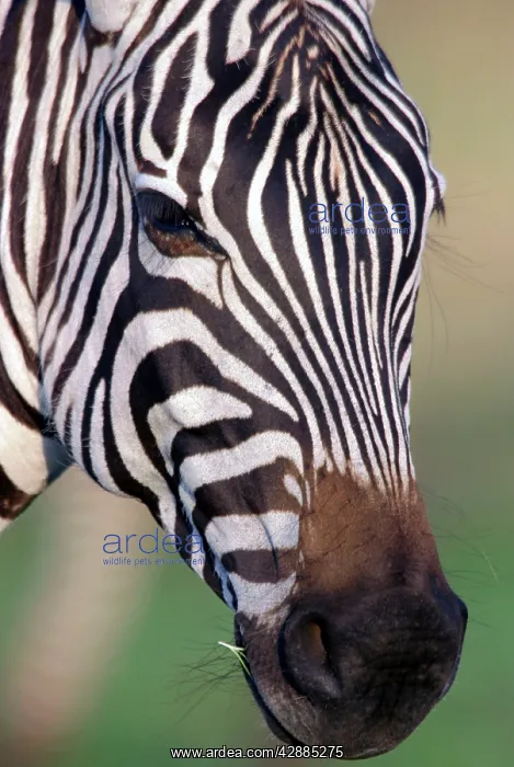 : Burchell's / Common / Plains Zebra - Close up of head : Burchell's / Common / Plains Zebra - Close up of head