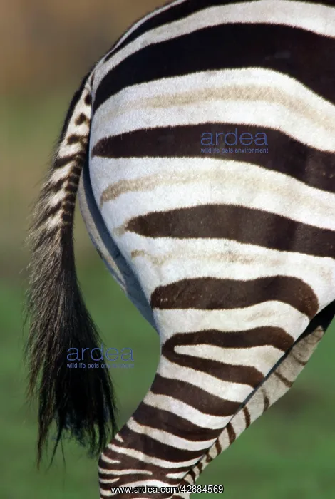 : Burchell's / Common / Plains Zebra - Close up of rear end : Burchell's / Common / Plains Zebra - Close up of rear end