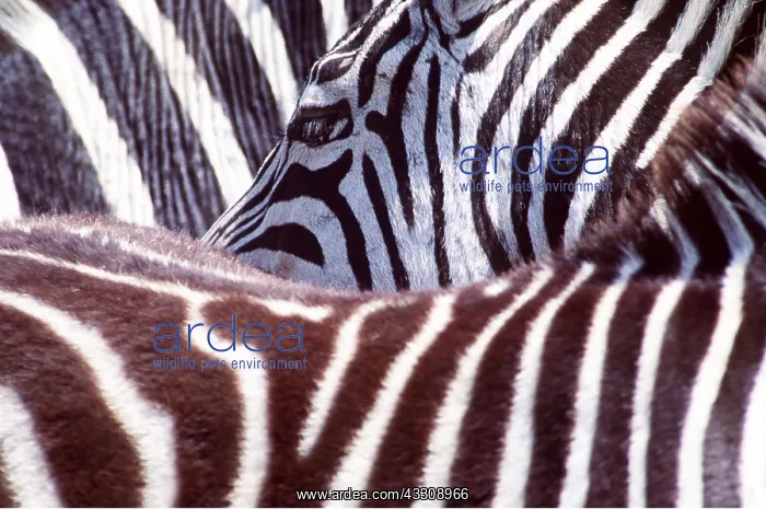 : Burchell's  /  Common  /  Plains ZEBRA - close-up of coat