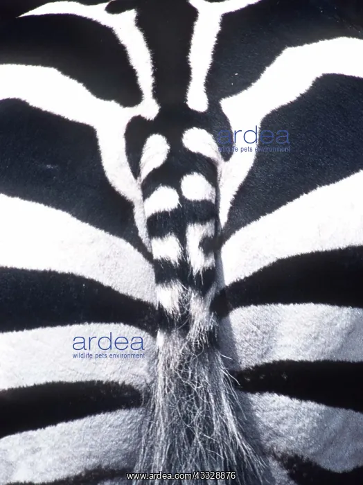 : Burchell's / Common / Plains ZEBRA - close-up of rear : Burchell's / Common / Plains ZEBRA - close-up of rear