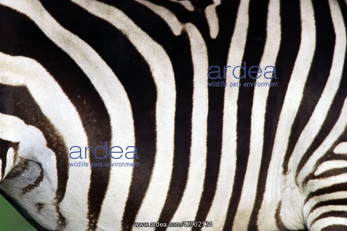 : Burchell's / Common / Plains Zebra - close-up of stripes : Burchell's / Common / Plains Zebra - close-up of stripes