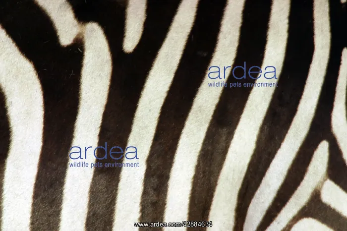 : Burchell's / Common / Plains Zebra - Close up of zebra coat : Burchell's / Common / Plains Zebra - Close up of zebra coat