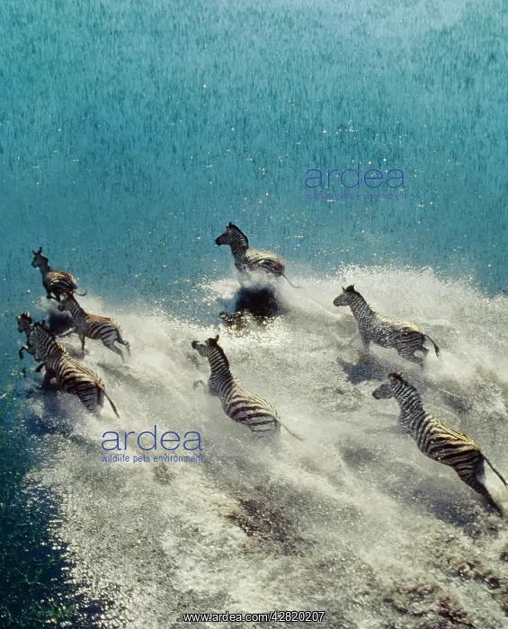 : Burchell's / Common / Plains ZEBRA - cross water : Burchell's / Common / Plains ZEBRA - cross water