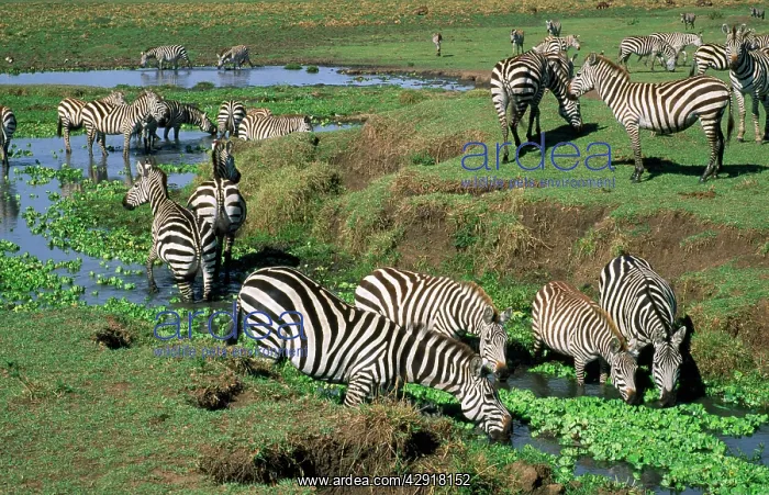 : Burchell's / Common / Plains Zebra - drinking from : Burchell's / Common / Plains Zebra - drinking from