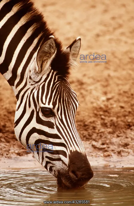 : Burchell's / Common / Plains ZEBRA - drinking from waterhole : Burchell's / Common / Plains ZEBRA - drinking from waterhole