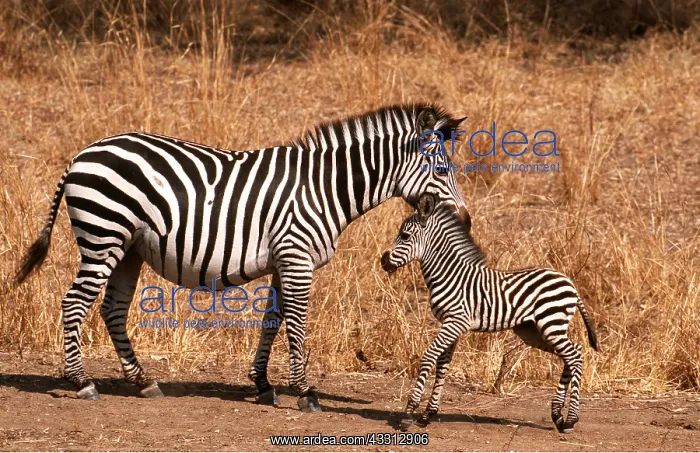 : Burchell's / Common / Plains ZEBRA - female with : Burchell's / Common / Plains ZEBRA - female with