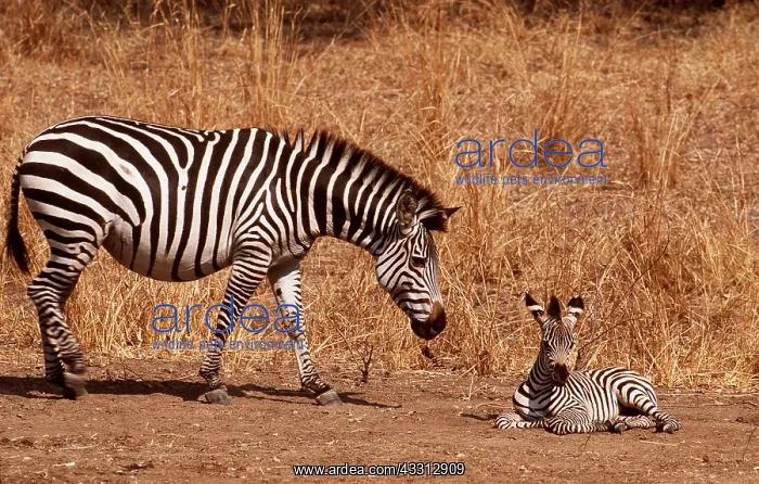 : Burchell's / Common / Plains ZEBRA - female approaches : Burchell's / Common / Plains ZEBRA - female approaches