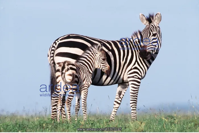  : Burchell's  /  Common  /  Plains ZEBRA - female & foal