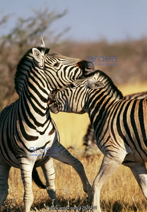 : Burchell's / Common / Plains ZEBRA - fighting : Burchell's / Common / Plains ZEBRA - fighting
