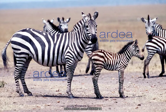 : Burchell's / Common / Plains ZEBRA - with foal : Burchell's / Common / Plains ZEBRA - with foal