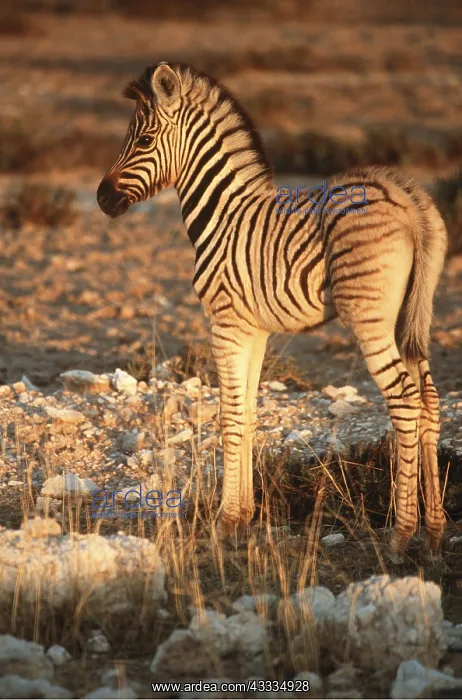 : Burchell's / Common / Plains ZEBRA - foal in sunlight : Burchell's / Common / Plains ZEBRA - foal in sunlight
