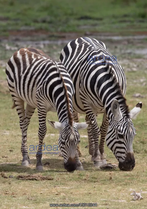 : Burchell's / Common / Plains Zebra grazing Amboseli : Burchell's / Common / Plains Zebra grazing Amboseli
