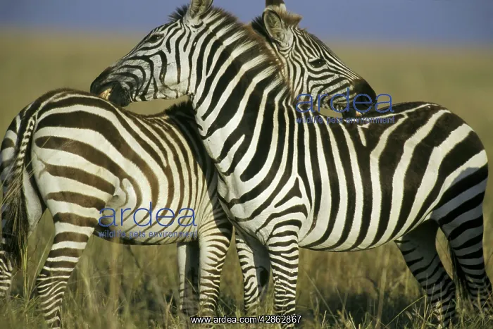: Burchell's / Common / Plains ZEBRA - grooming one another : Burchell's / Common / Plains ZEBRA - grooming one another