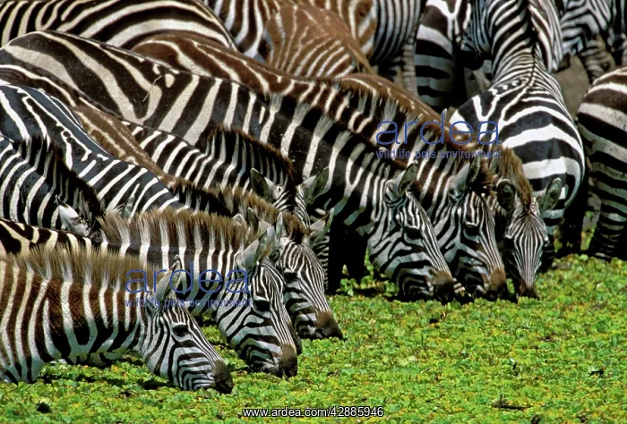 : Burchell's / Common / Plains Zebra - Group together : Burchell's / Common / Plains Zebra - Group together