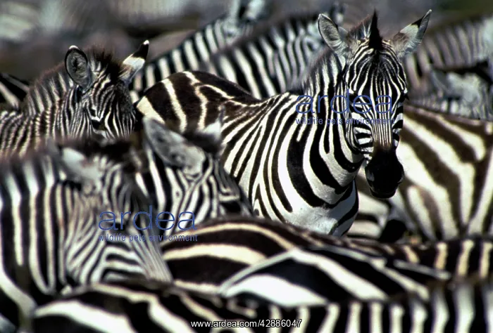  : Burchell's  /  Common  /  Plains Zebra - Group together