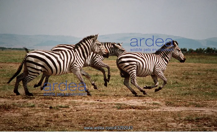 : Burchell's / Common / Plains ZEBRA - group running : Burchell's / Common / Plains ZEBRA - group running