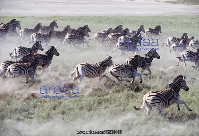 : Burchell's / Common / Plains ZEBRA - herd, stampeding : Burchell's / Common / Plains ZEBRA - herd, stampeding