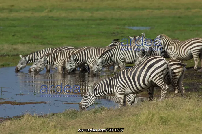 : Burchell's / Common / Plains Zebra herd drinking : Burchell's / Common / Plains Zebra herd drinking
