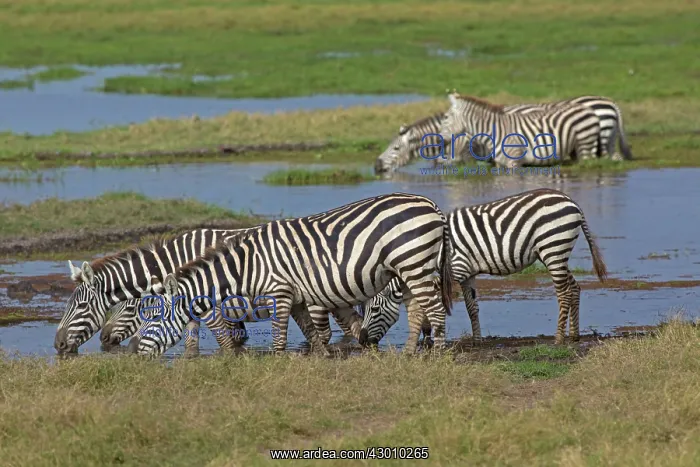 : Burchell's / Common / Plains Zebra herd drinking : Burchell's / Common / Plains Zebra herd drinking