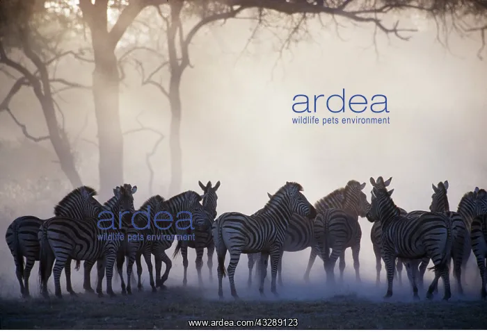 : Burchell's / Common / Plains ZEBRA - herd in dust : Burchell's / Common / Plains ZEBRA - herd in dust