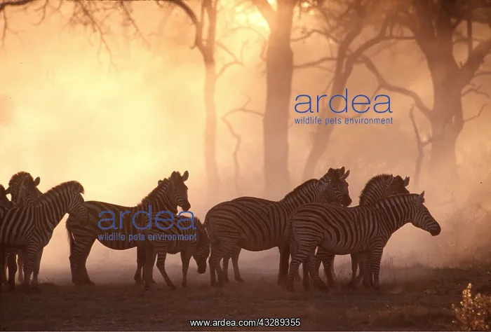 : Burchell's / Common / Plains ZEBRA - herd in dust : Burchell's / Common / Plains ZEBRA - herd in dust