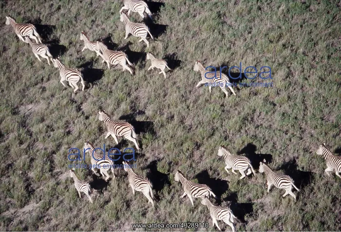 : Burchell's / Common / Plains Zebra - herd running : Burchell's / Common / Plains Zebra - herd running