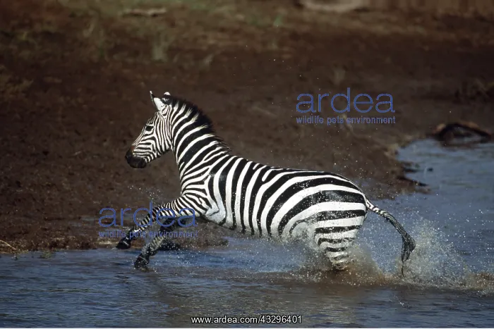  : Burchell's  /  Common  /  Plains ZEBRA - jumping out of water