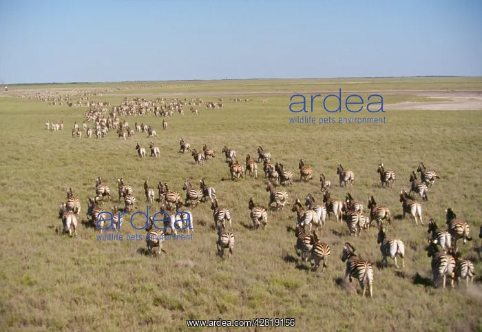 : Burchell's / Common / Plains Zebra - migration : Burchell's / Common / Plains Zebra - migration
