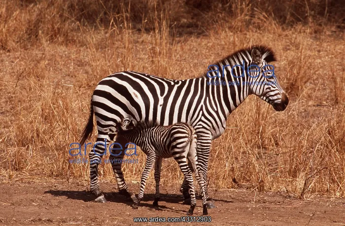 : Burchell's / Common / Plains ZEBRA - mother and : Burchell's / Common / Plains ZEBRA - mother and