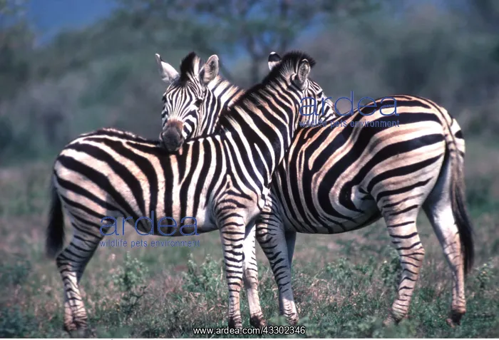 : Burchell's / Common / Plains ZEBRA - mutual grooming : Burchell's / Common / Plains ZEBRA - mutual grooming